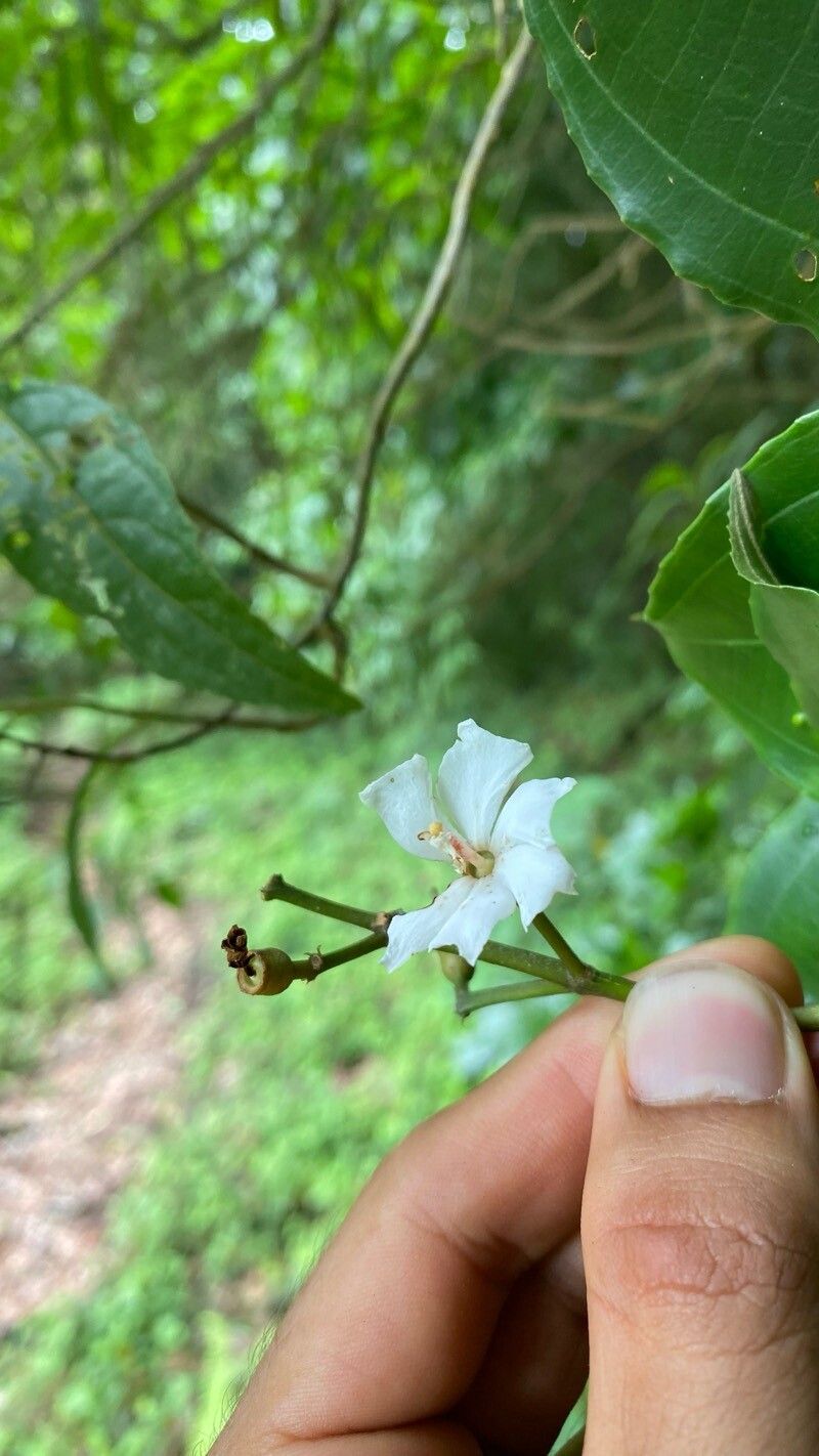 Miconia conochiriquensis flower