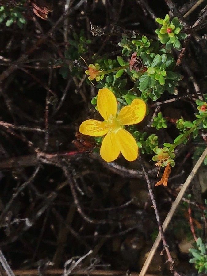 Hypericum empetrifolium flower