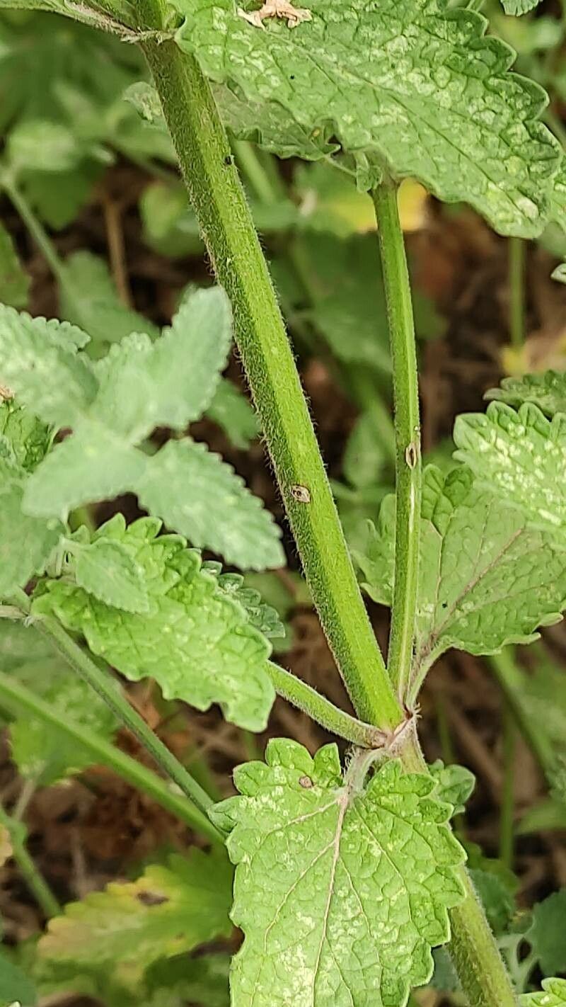 Nepeta × faasenii bark
