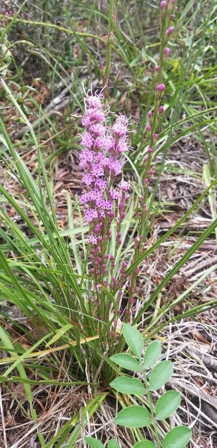 Liatris tenuifolia flower