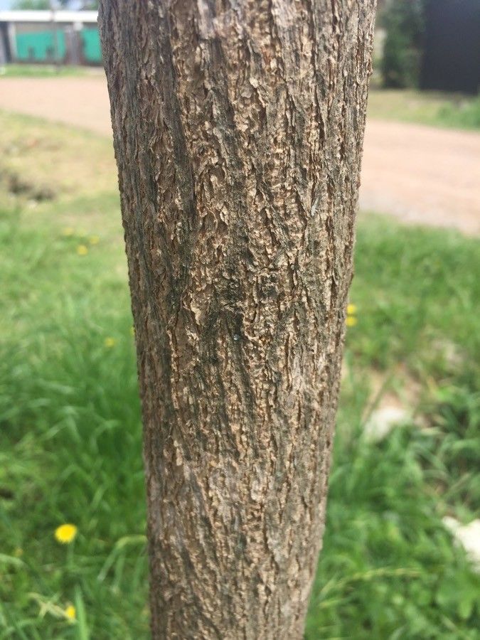 Handroanthus pulcherrimus bark