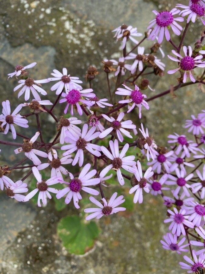 Pericallis webbii flower