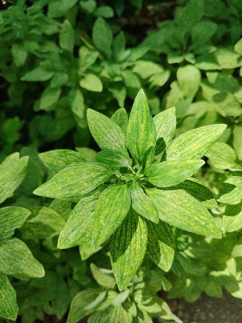 Alstroemeria psittacina leaf