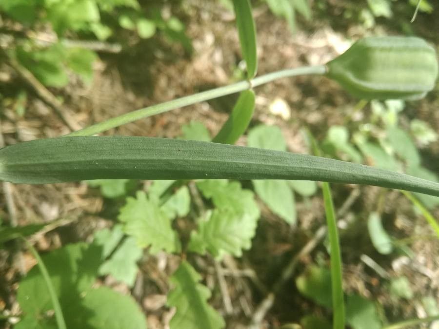 Fritillaria involucrata — search result for 'Fritillaria'