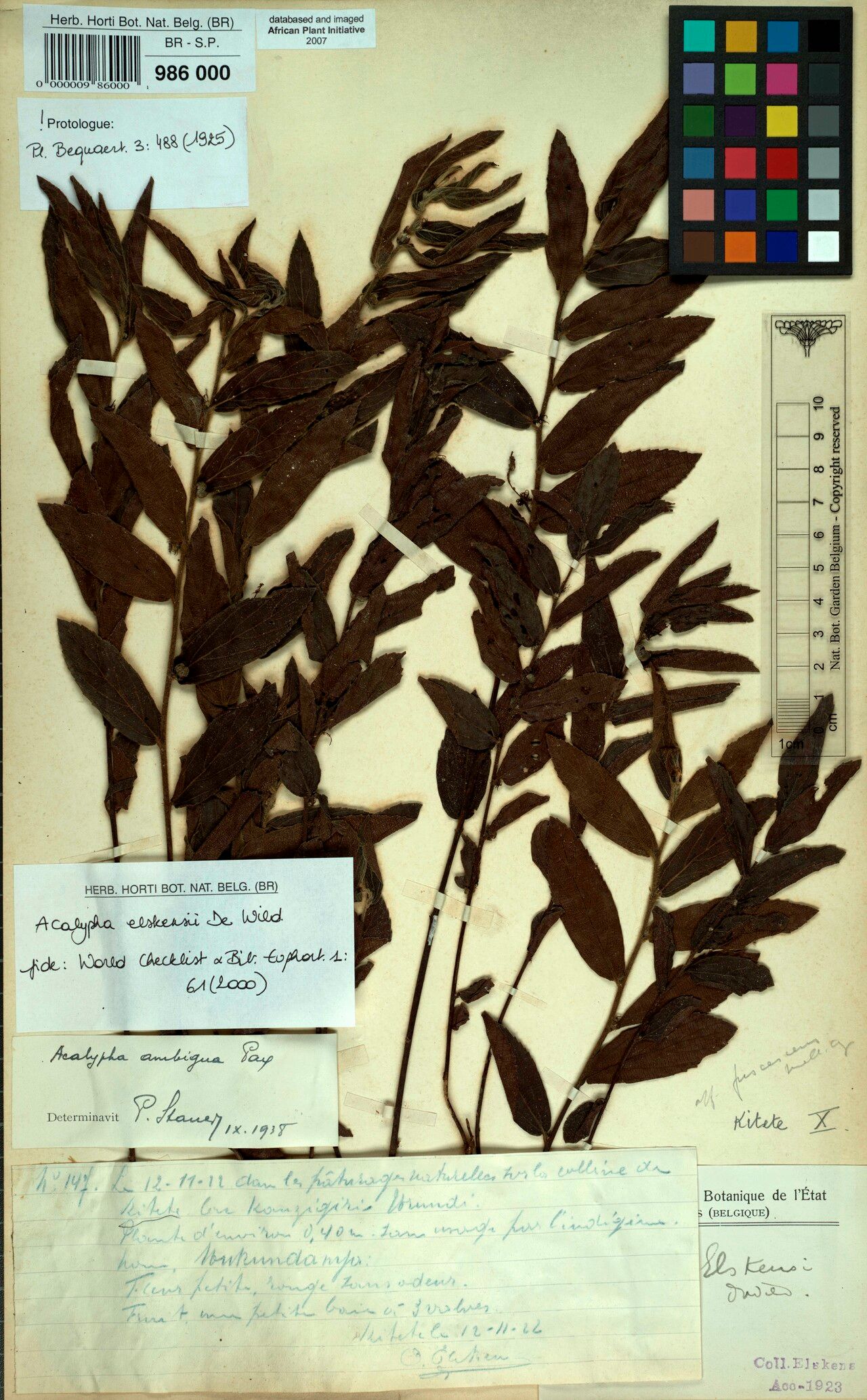 Acalypha elskensii — houseplant care guide