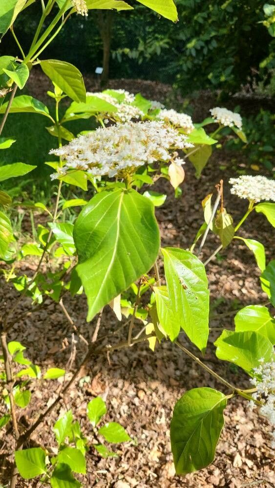 Viburnum japonicum leaf