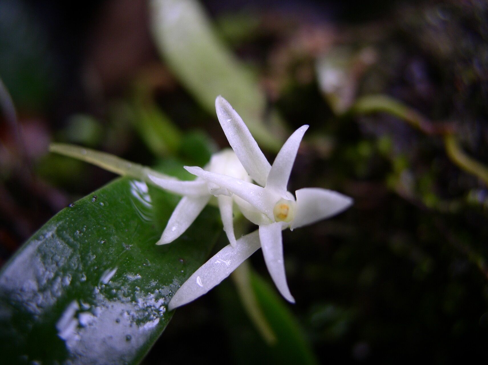 Cyrtorchis submontana — houseplant care guide