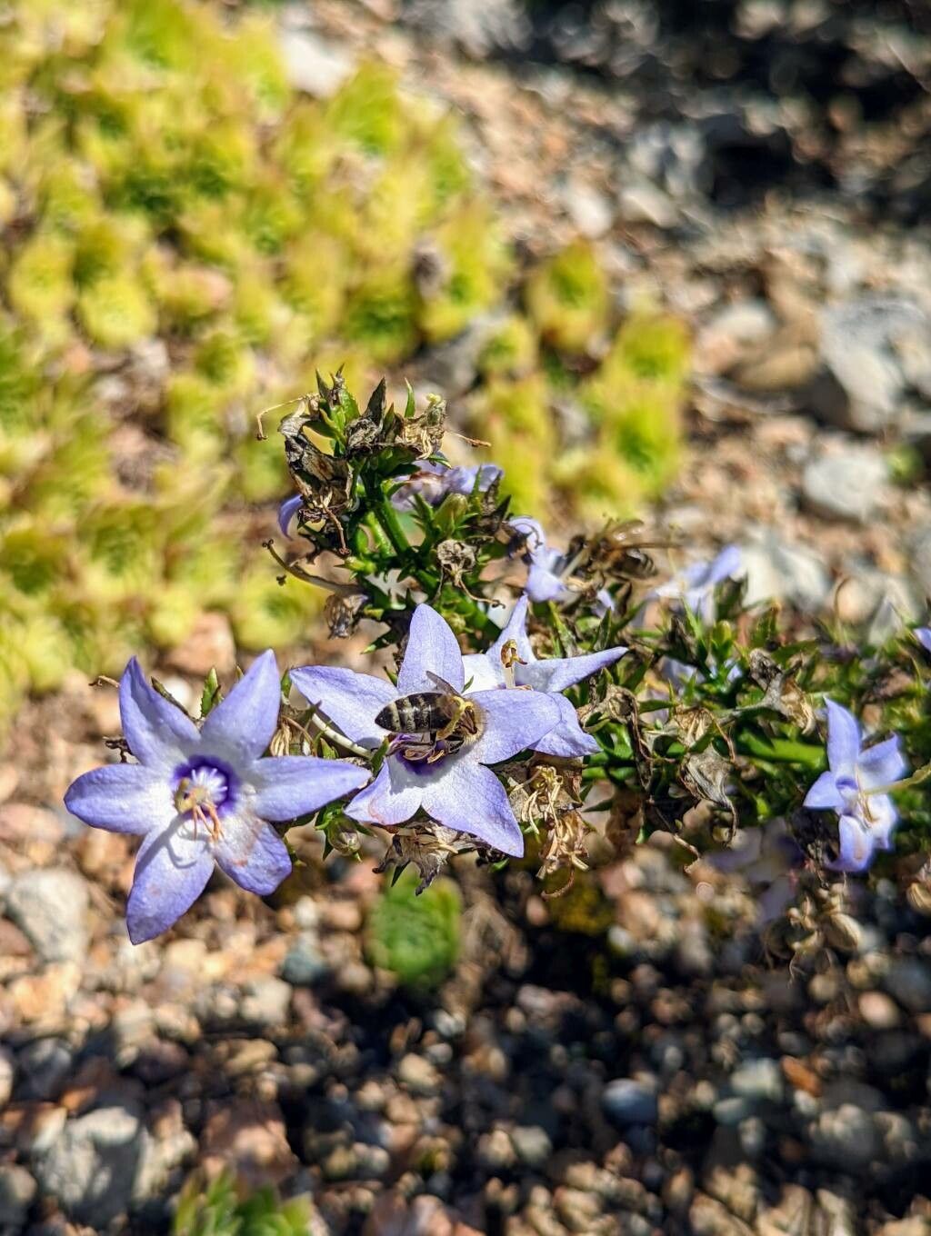 Campanula versicolor flower