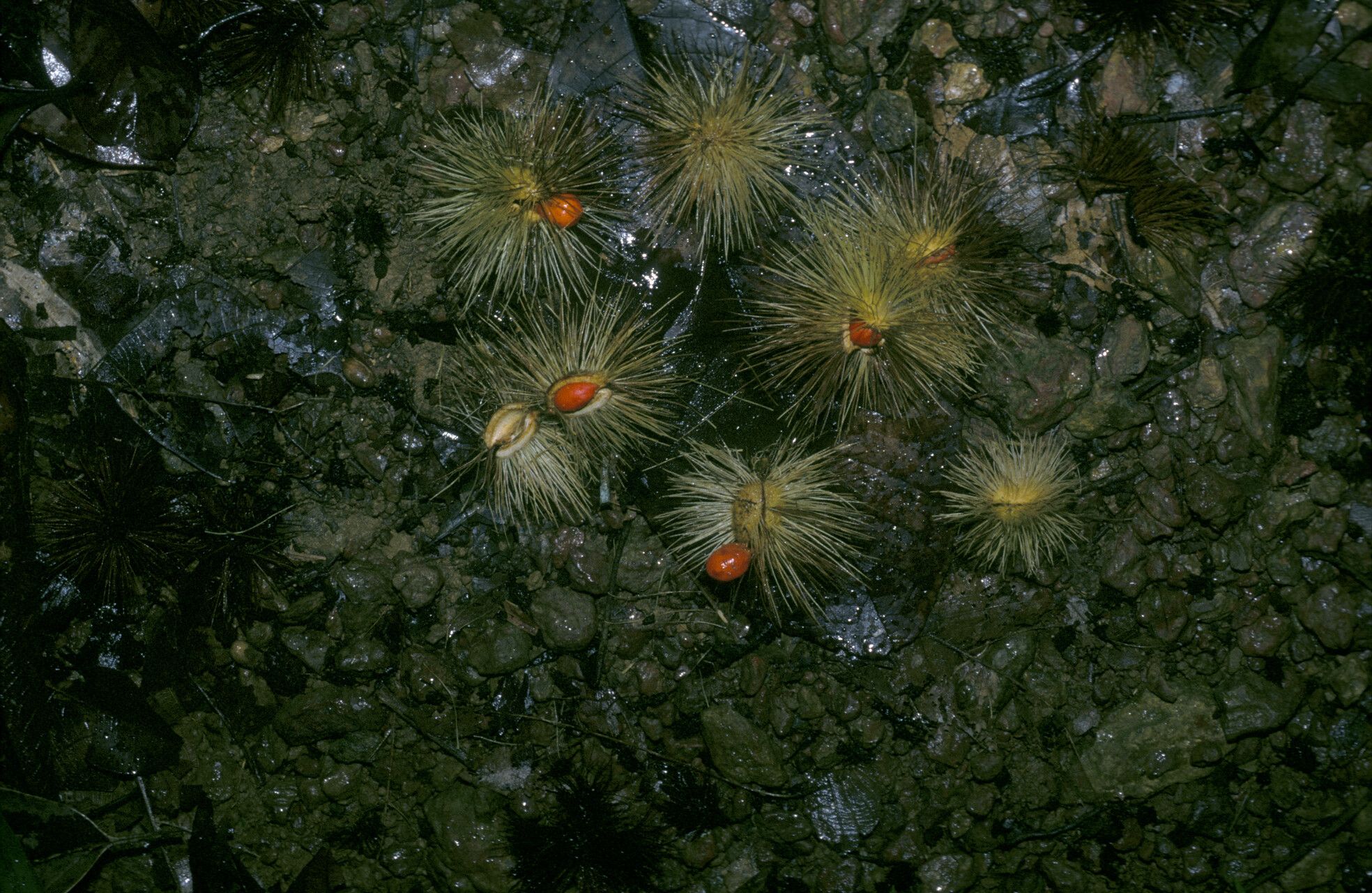 Sloanea parviflora fruit