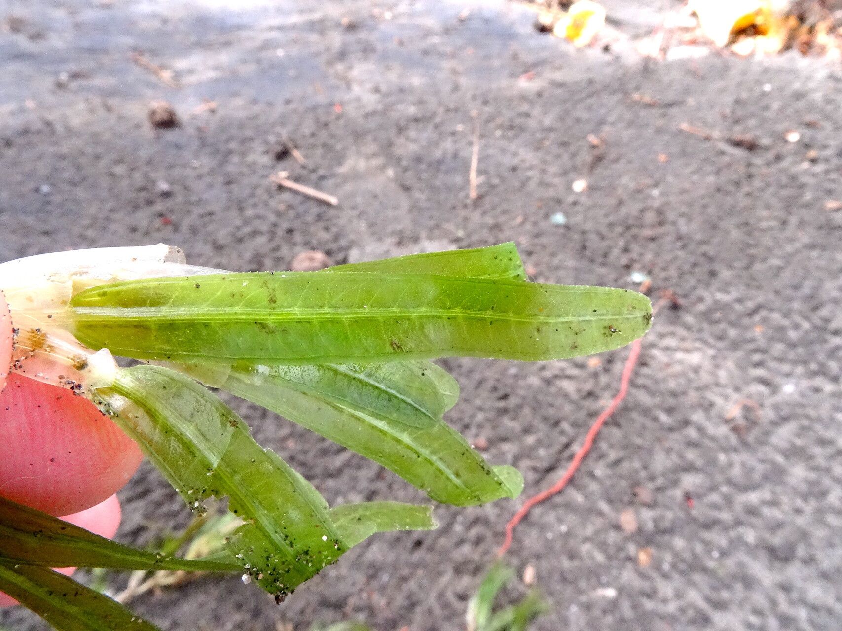 Halophila stipulacea — related species from the same genus