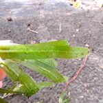 Halophila stipulacea