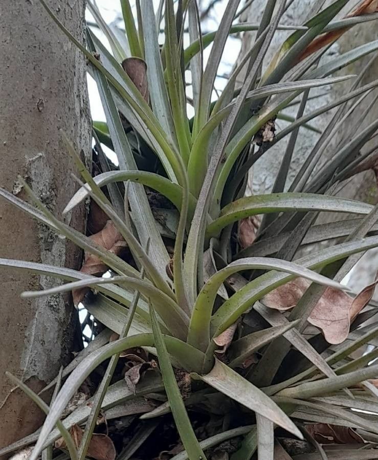 Tillandsia recurvifolia leaf