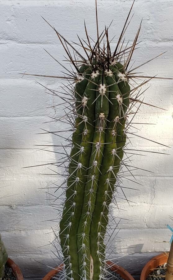 Stetsonia coryne habit
