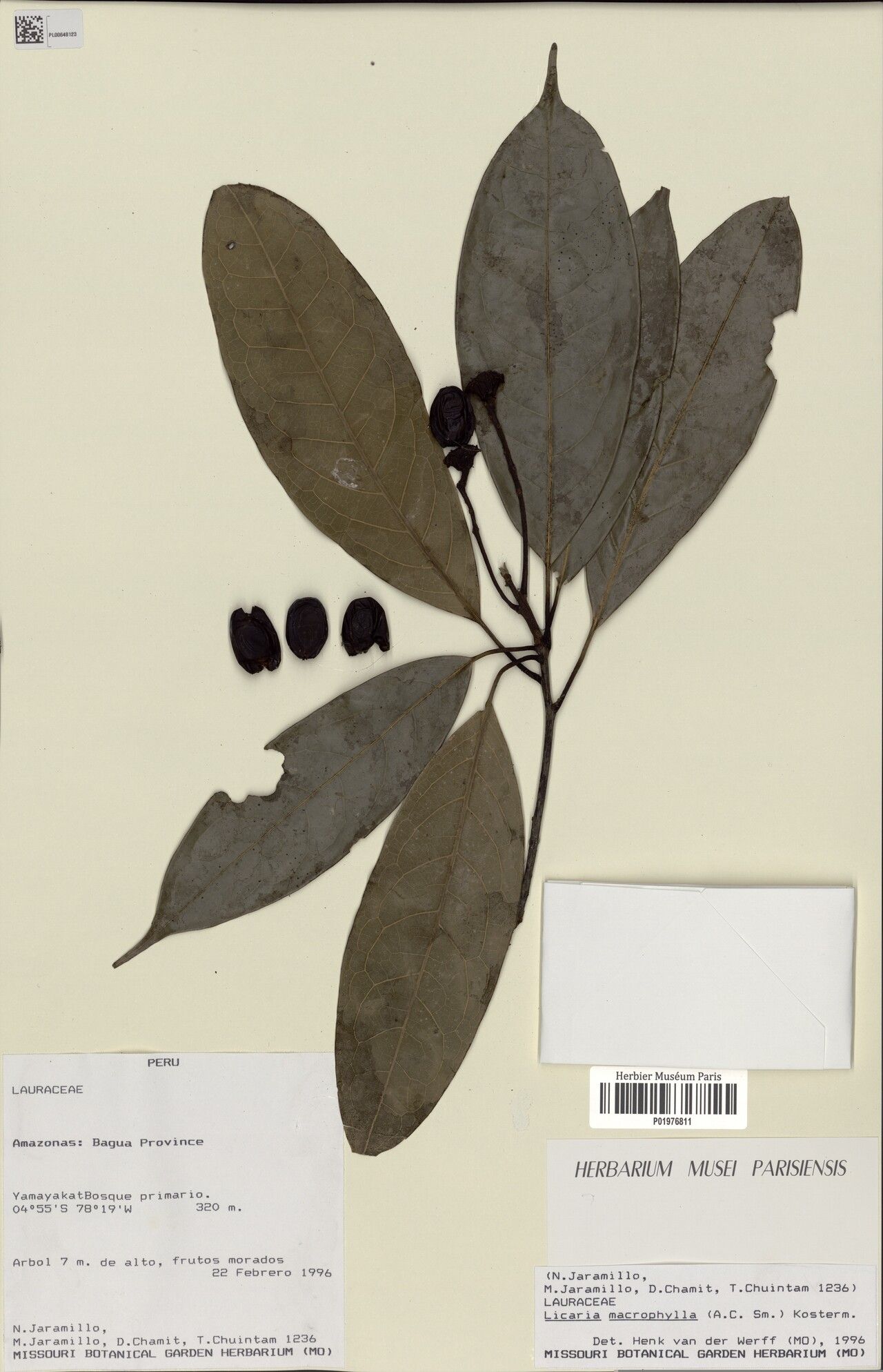 Licaria macrophylla fruit