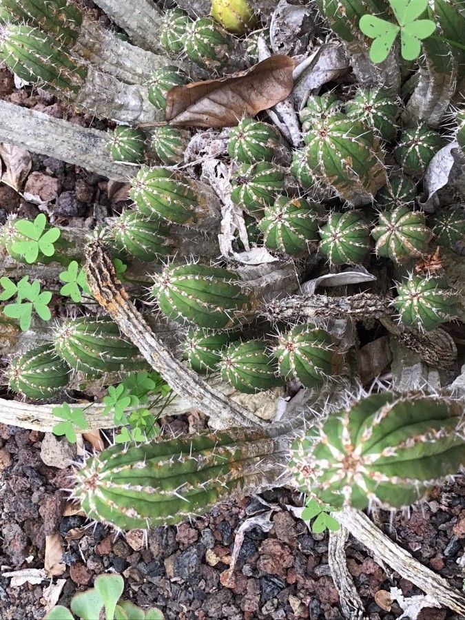 Euphorbia officinarum — houseplant care guide