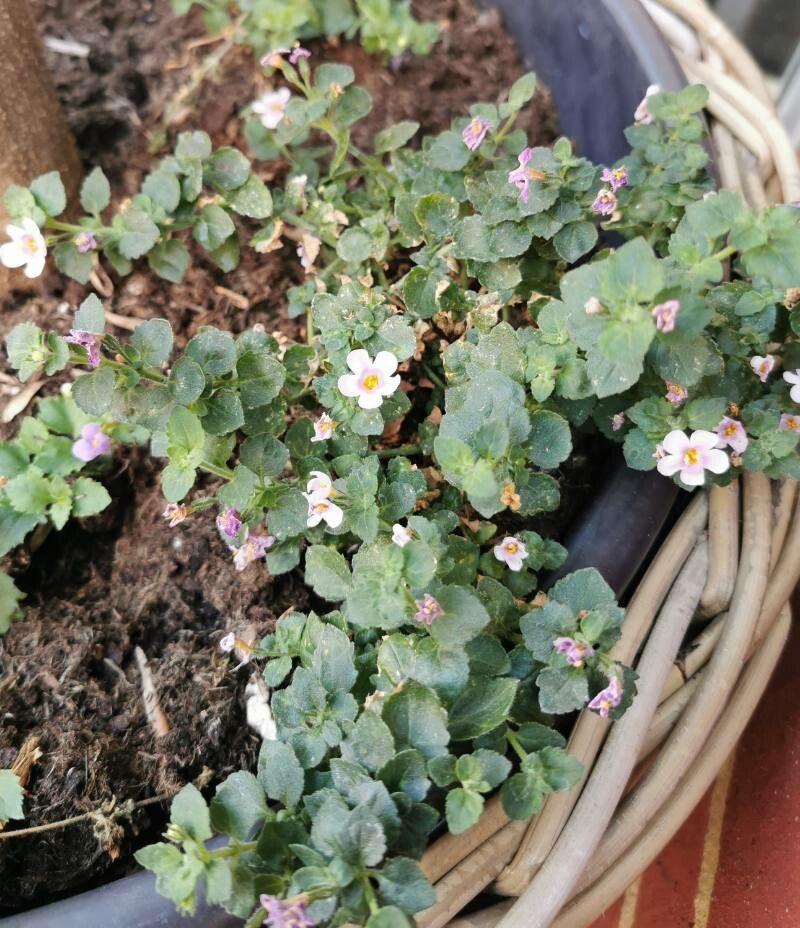 Sutera cordata other