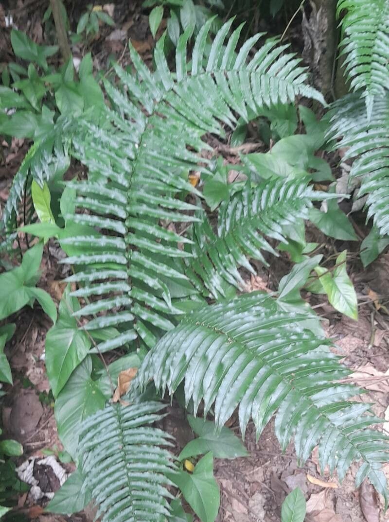 Cyclopeltis semicordata habit