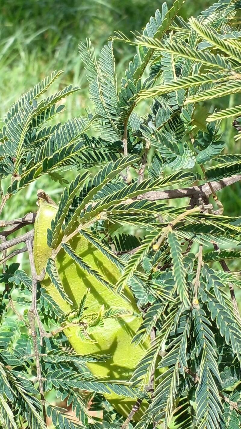 Senegalia riparia — houseplant care guide