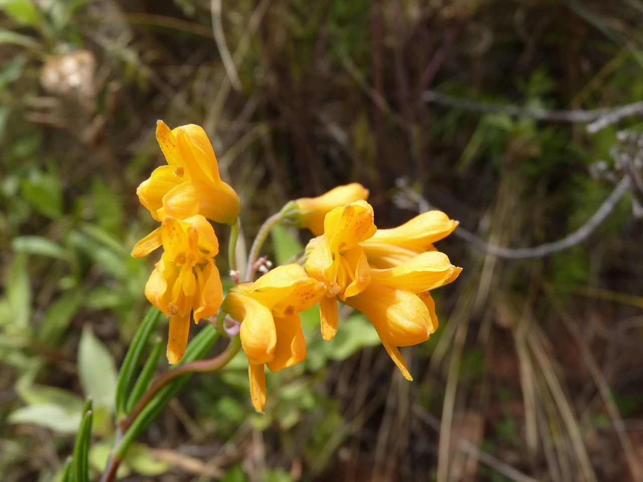 Bomarea boliviensis — related species from the same genus