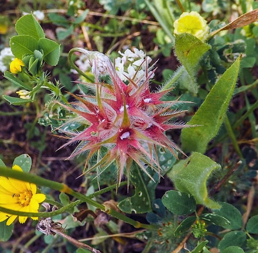 Trifolium stellatum fruit
