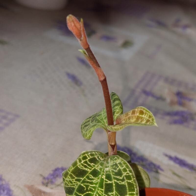 Macodes petola flower
