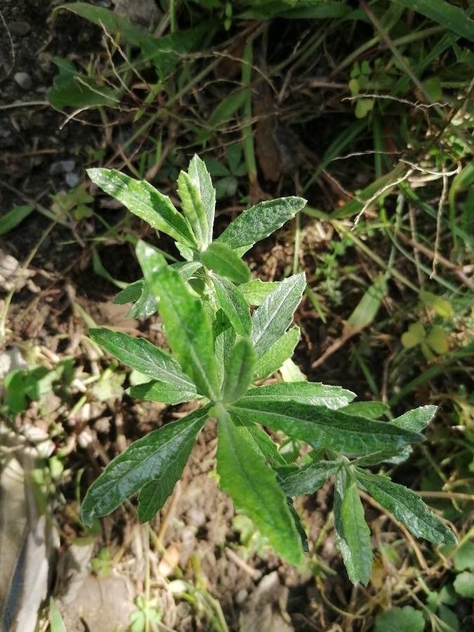 Artemisia suksdorfii leaf