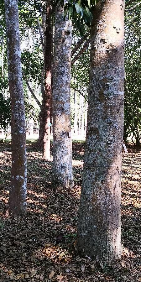 Calophyllum polyanthum bark