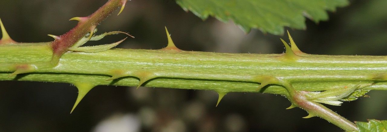 Rubus pericrispatus bark