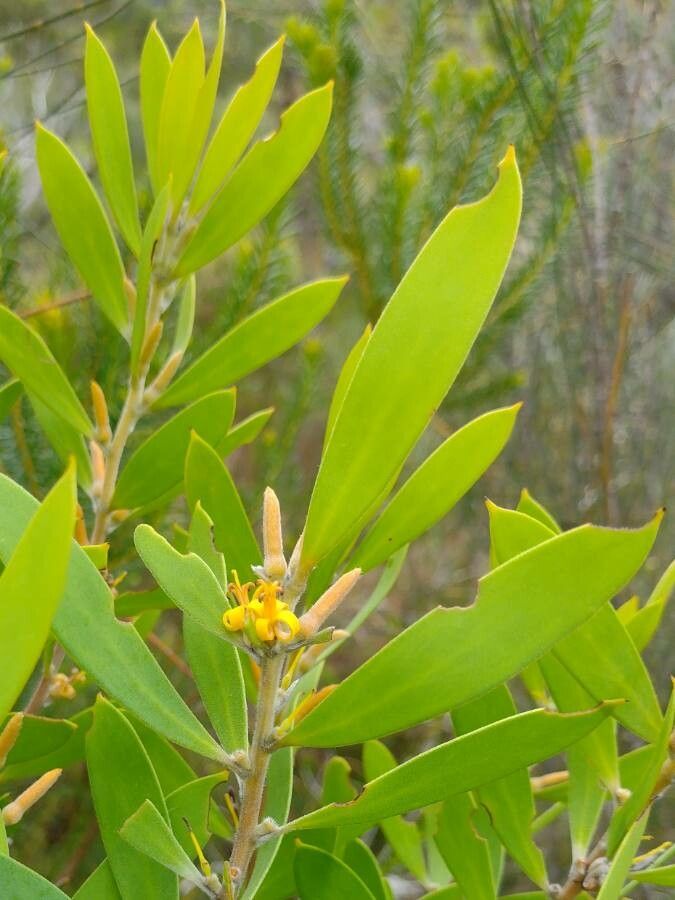 Persoonia lanceolata — houseplant care guide