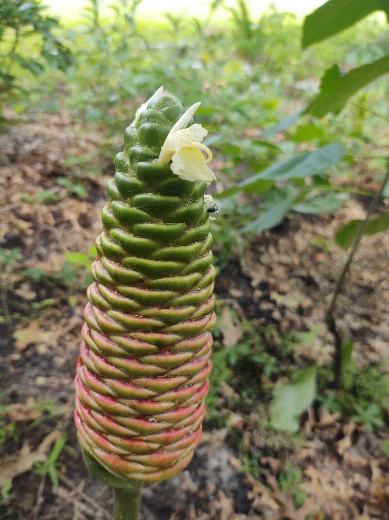 Zingiber zerumbet flower