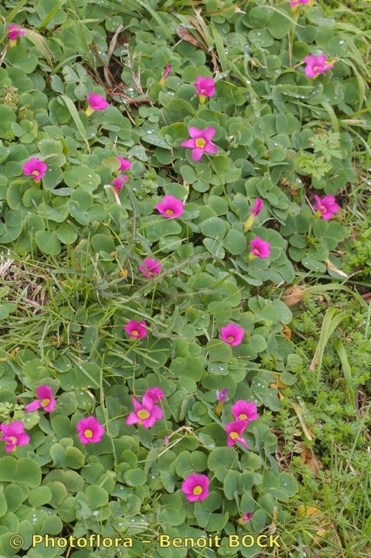 Oxalis purpurata habit