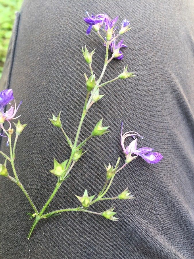 Trichostema dichotomum flower