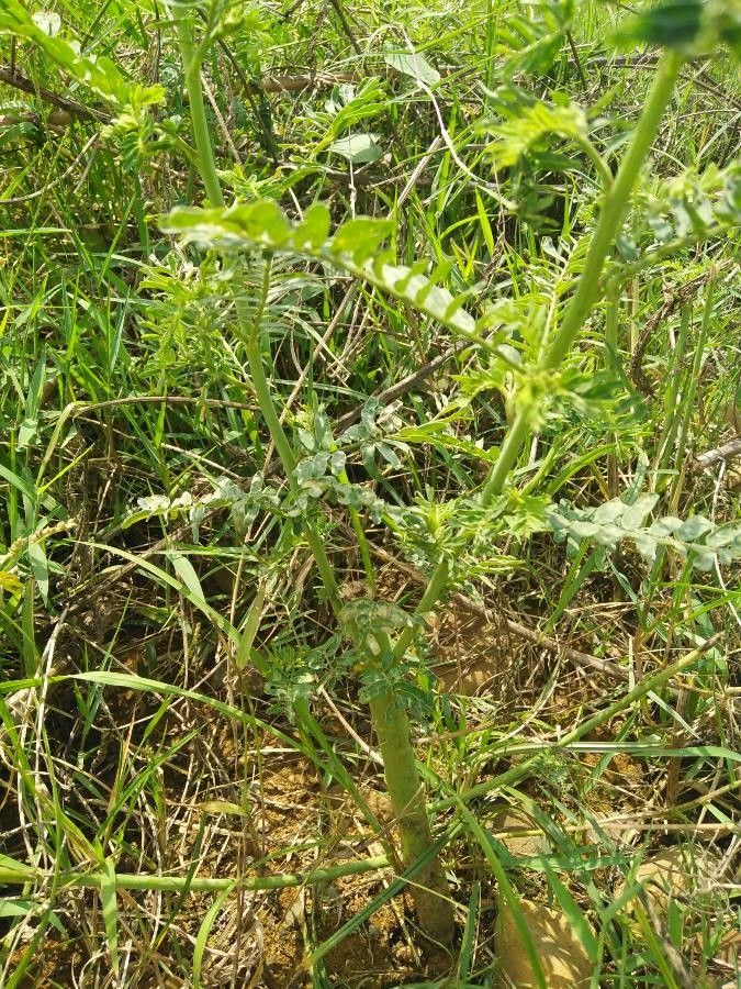 Sesbania cannabina leaf