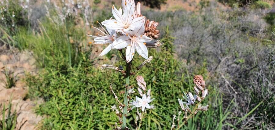 Asphodelus ayardii flower