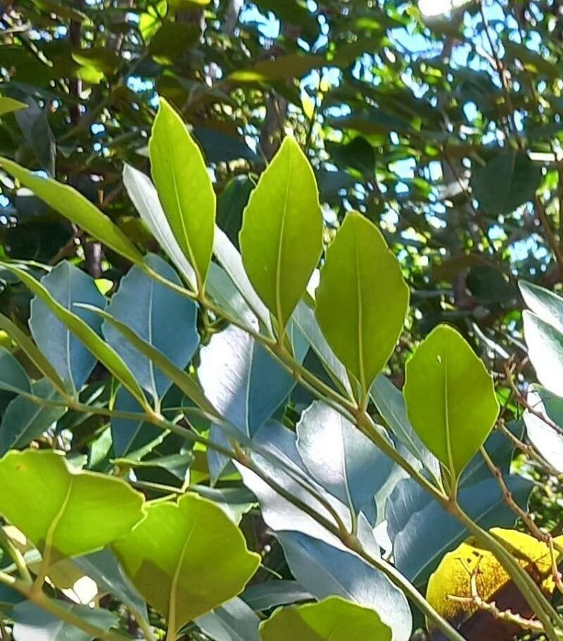 Polyscias lecardii — search result for 'Polyscias'