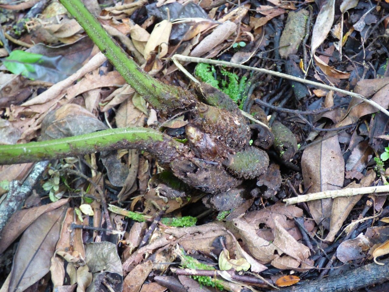 Deparia boryana bark