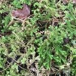 Selaginella kraussiana