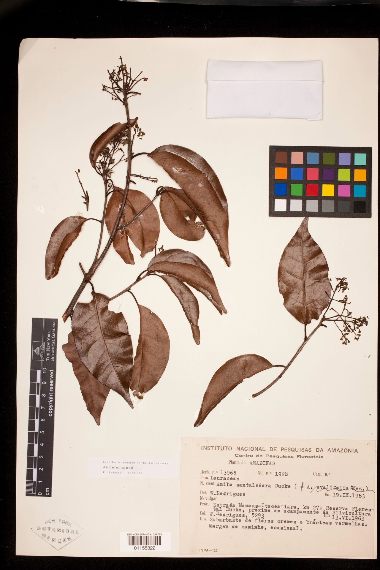 Aniba santalodora — houseplant care guide