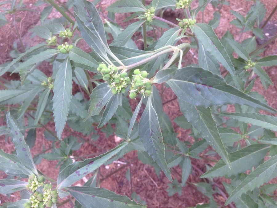 Euphorbia davisii — houseplant care guide