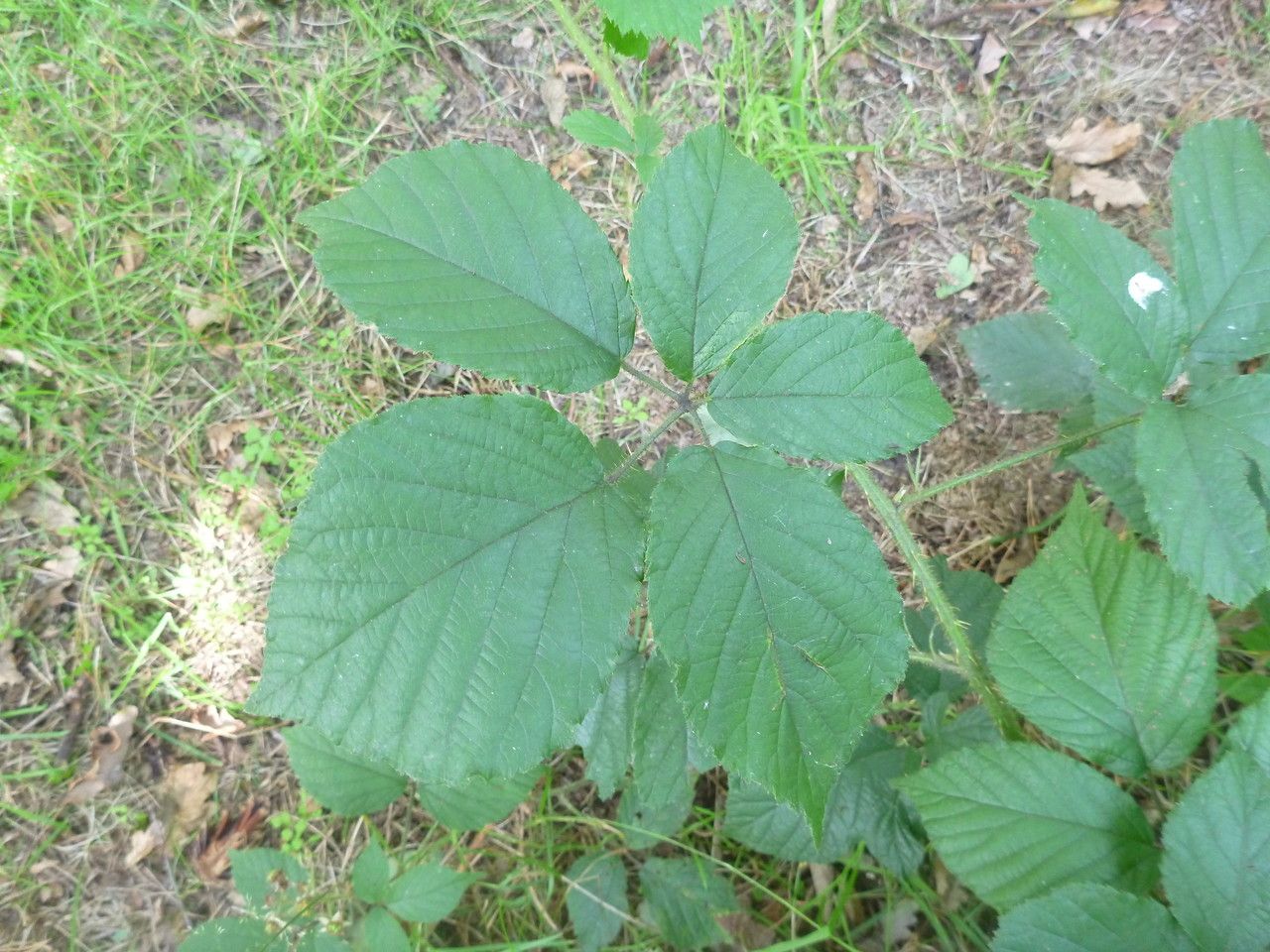 Rubus ignoratus leaf