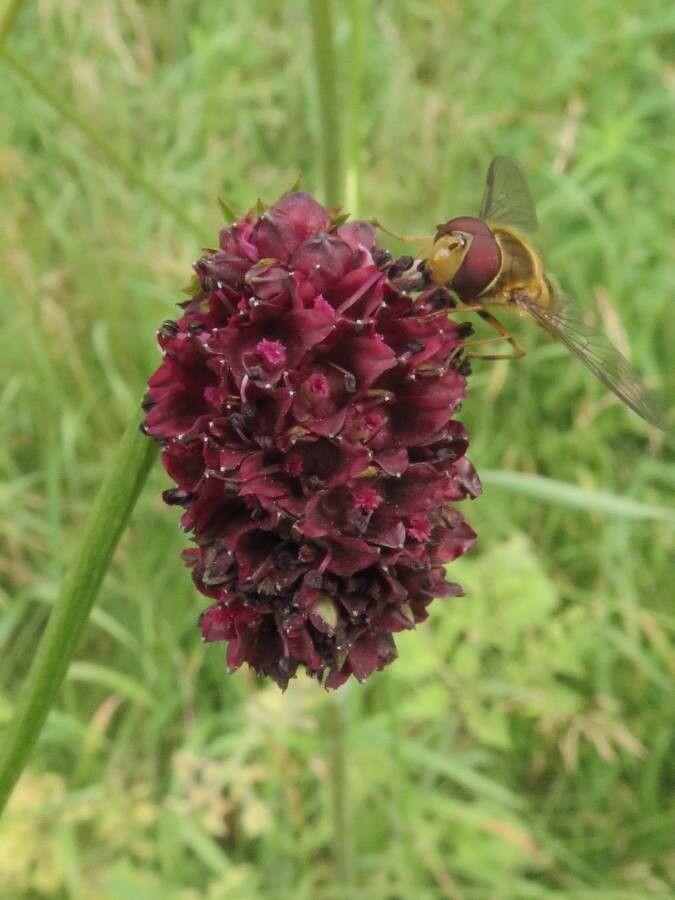 Sanguisorba officinalis fruit