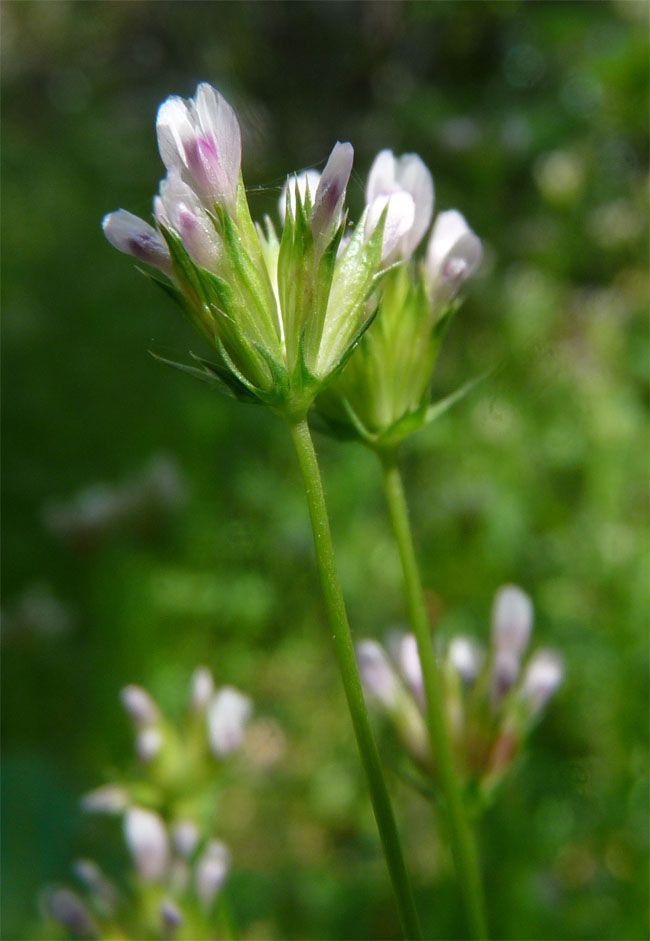 Trifolium oliganthum — search result for 'Trifolium'