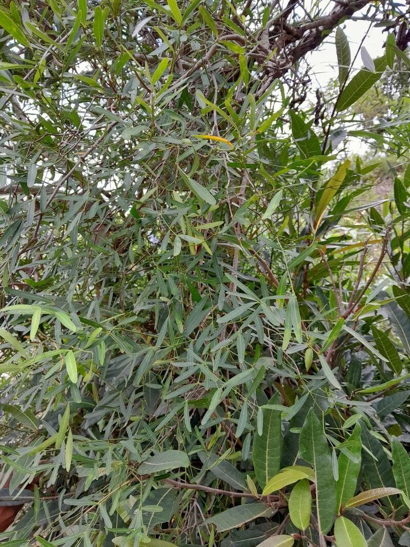 Secamone ligustrifolia habit