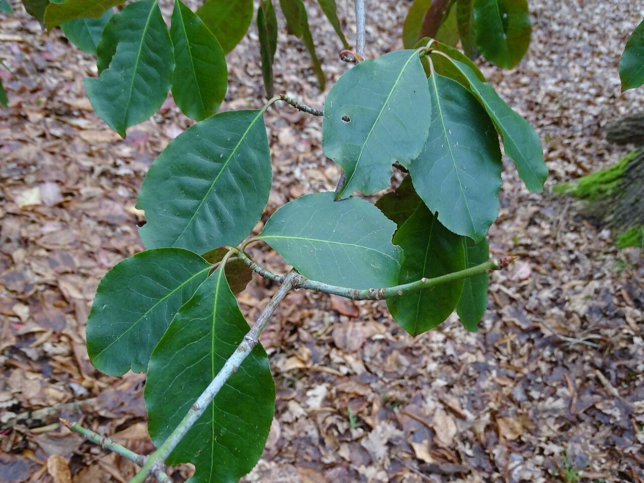Euonymus carnosus leaf