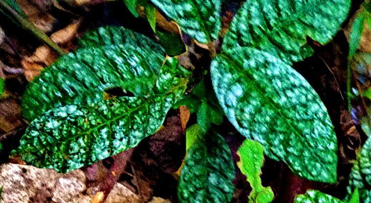 Psychotria bullulata — houseplant care guide