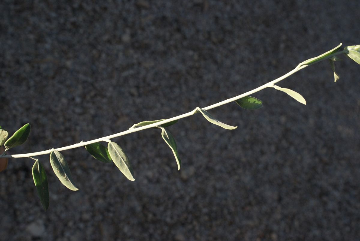 Anthyllis terniflora — search result for 'Anthyllis'