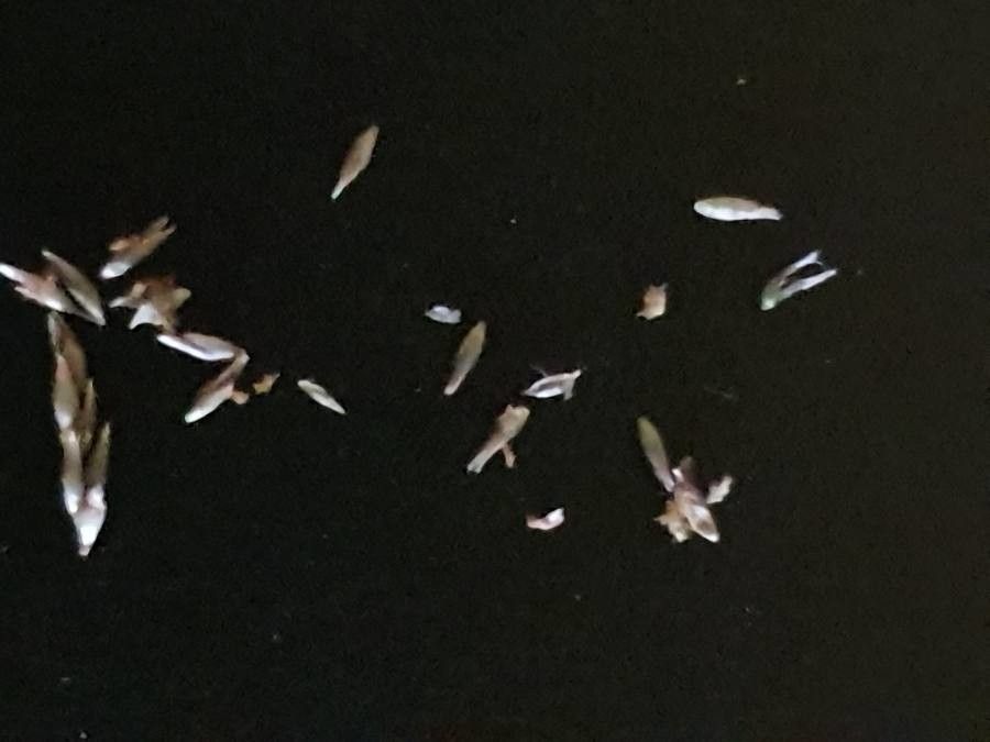 Pennisetum stramineum fruit