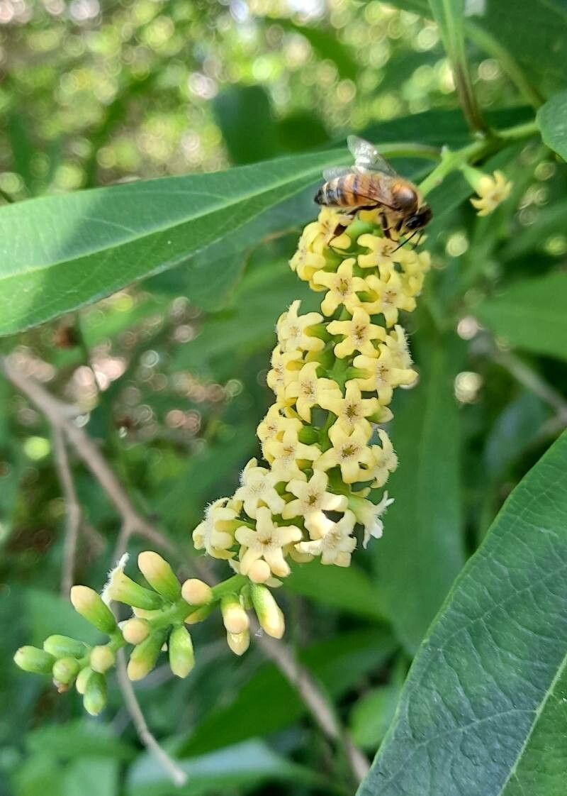 Citharexylum montevidense flower