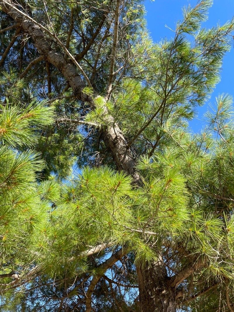 Pinus lambertiana leaf