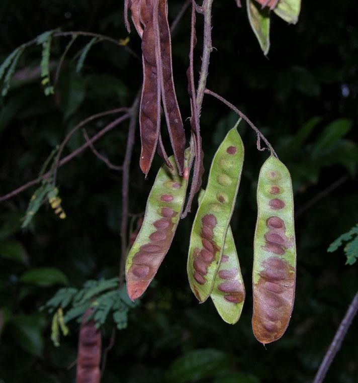 Mimosa myriadenia fruit